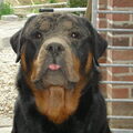 Rottweiler