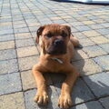Old English Bulldog