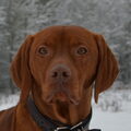 Vizsla Korthaar