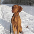 Vizsla (Hongaarse staande hond)