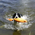 Engelse Springer Spaniel
