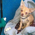 Chihuahua, korthaar