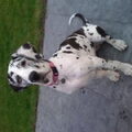 Duitse Dog