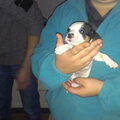 Jack Russell Terrier