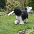 Schapendoes