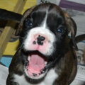 Boxer