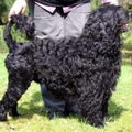 Cão de Agua Português