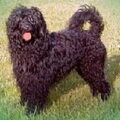 Cão de Agua Português