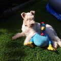 Foxterrier, draadhaar