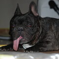Franse Bulldog