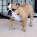 Engelse Bulldog