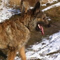 Laekense Herder