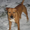 American Staffordshire Terrier