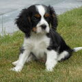 Cavalier King Charles Spaniel