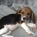 Beagle
