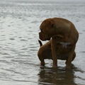 Bordeauxdog