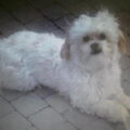 Mikki (boomer wit) vermist