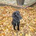 Flat Coated Retriever