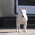 Bull Terrier