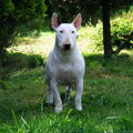 Bull Terrier