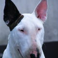 Bull Terrier