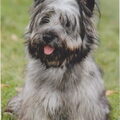 Skye Terrier