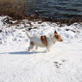 Jack Russell Terrier