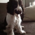 Engelse Cocker Spaniel