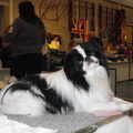 Japanse Spaniel