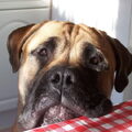 Bullmastiff