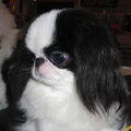 Japanse Spaniel