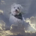 Maltezer