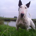 Bull Terrier