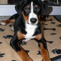Appenzeller Sennenhond