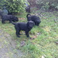 Zwarte Russische Terrier