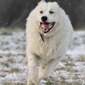 Pyreneese Berghond