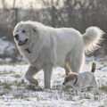 Pyreneese Berghond
