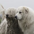Pyreneese Berghond