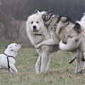 Pyreneese Berghond