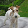 Foxterrier, draadhaar