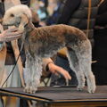 Bedlington Terrier