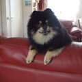 Keeshond, Dwerg