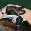 Boston Terrier