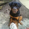 Rottweiler