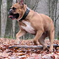 Old English Bulldog