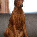 Duitse Pinscher