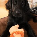 Flatcoated Retriever