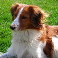 Kooikerhondje