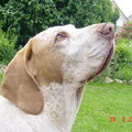 Bracco Italiano
