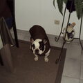 Franse Bulldog